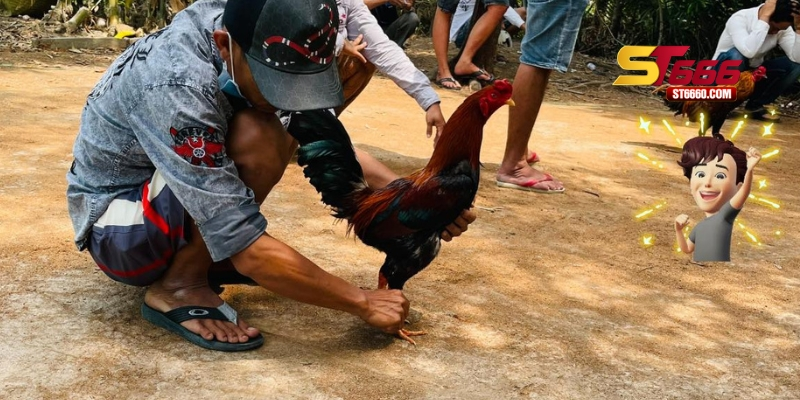 Cách lên cựa gà có vai trò như thế nào trong thi đấu?