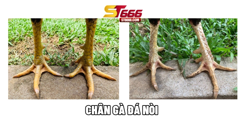 Chân gà đá nòi