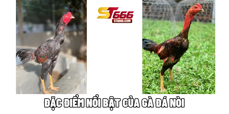 Đặc điểm nổi bật của gà đá nòi