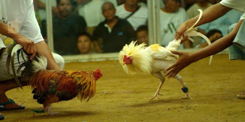 Khái niệm và vai trò của nài gà trong chọi gà