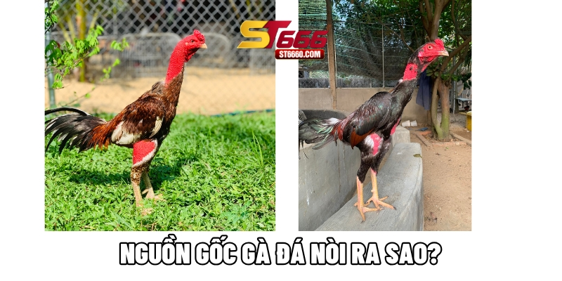 Nguồn gốc gà đá nòi ra sao?