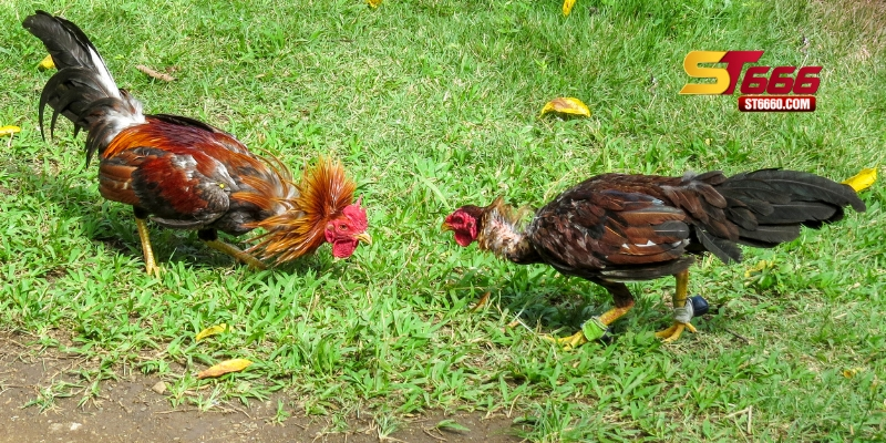 Những yếu tố liên quan đến màu mạng gà đá