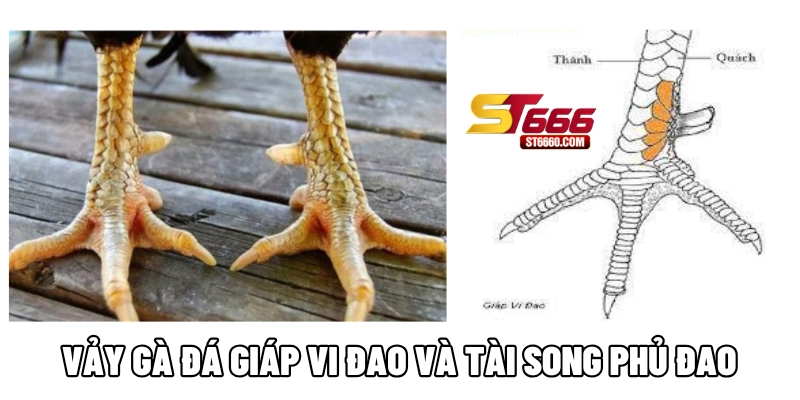Vảy gà đá giáp vi đao và tài song phủ đao