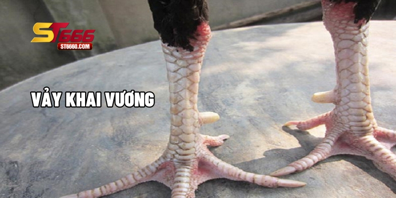 Vảy gà đá khai vương